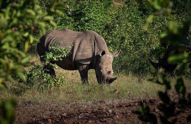 Rhino Walk