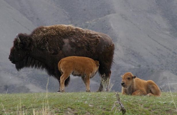 Upper Loop: Lamar Wildlife Safari | West Yellowstone | PRIVATE
