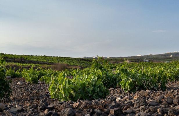 Private Wine Adventure Tour in the Most Distinct Wineries