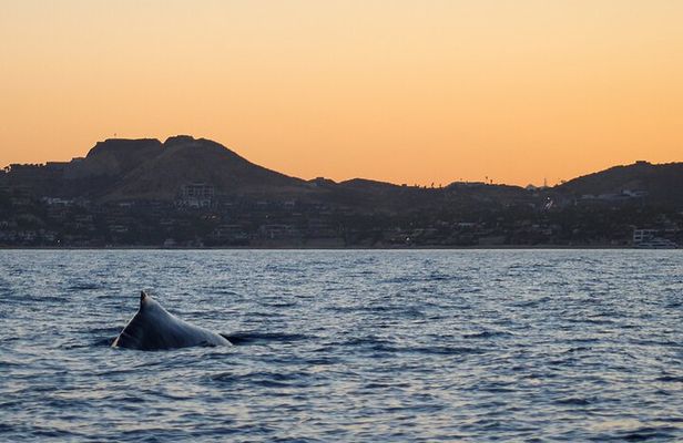 Sunset Whale Watching in San Jose del Cabo