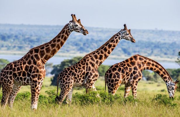 4 Day Private Tour in Tanzania Deluxe Safari