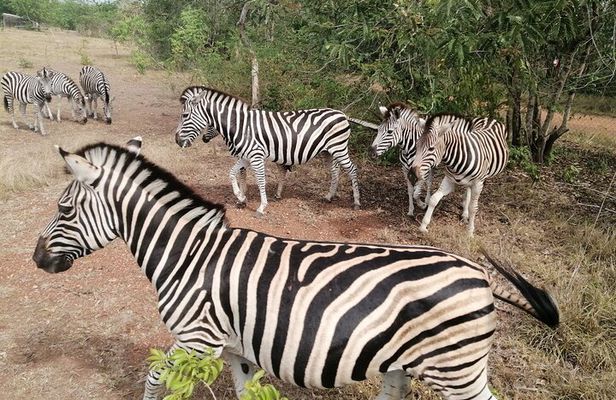 Half Day Accra Safari Private Tour