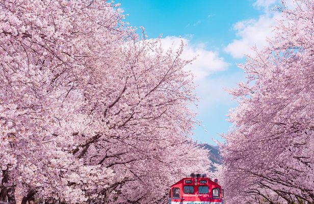 Jinhae Cherry Blossom Festival Gyeonghwa Stn Day Tour from Seoul