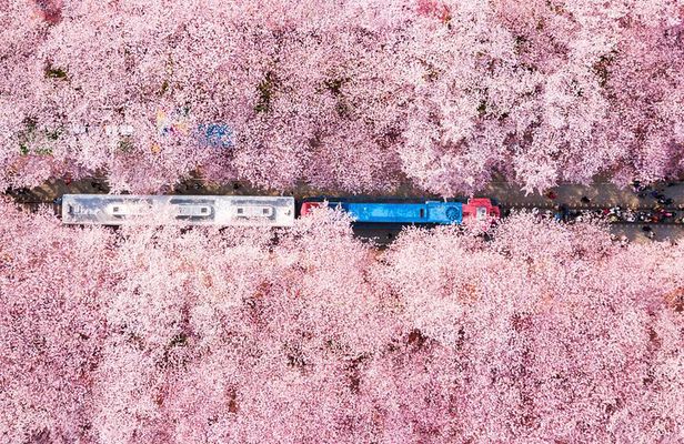 Jinhae Cherry Blossom Festival Gyeonghwa Stn Day Tour from Busan