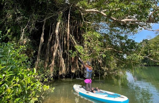 Mangrove SUP in Okinawa
