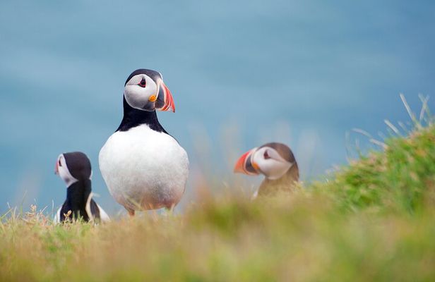 Full Day Private Westman Island Tour from Reykjavik