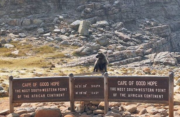 Cape Peninsula Private Tour a Journey Beyond Scenic Beauty