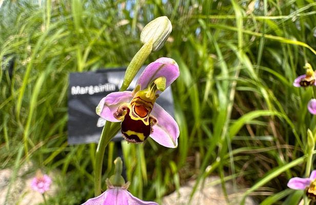 Burren Botany Talk and Walk 