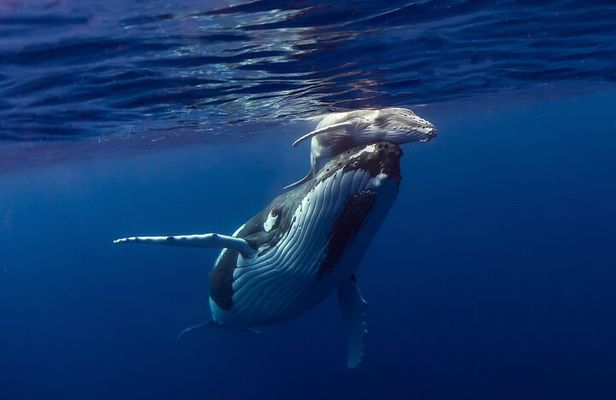 Half-Day Humpback Whales Encounter in Moorea