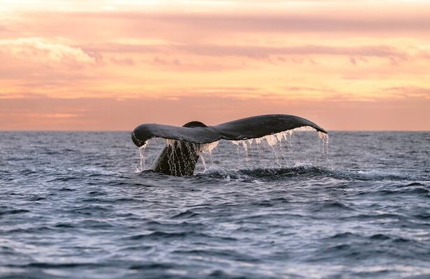 Educational Sunrise Whale Watching with Photos Included