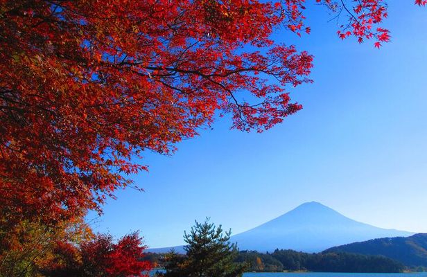 Mt Fuji Views, Fruit Picking and Ropeway Experience Day Tour