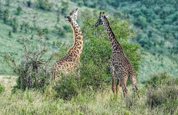 Private 5 Days Camping Tour in Serengeti National Park