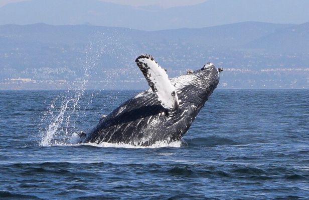 Dolphin & Whale Watching