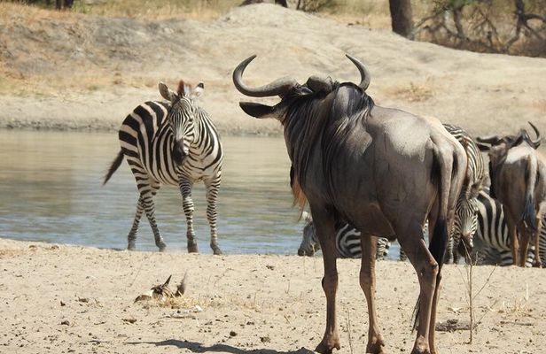 3 Days Budget Camping Safari to Serengeti and Ngorongoro Crater