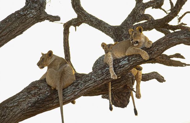 6 Days Private Safari with Mid-range Lodges or Camps