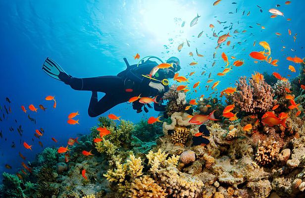 Ras Mohamed, White Island Trip, Two Stops Diving -Sharm El Sheikh