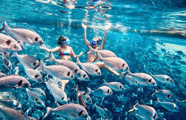 Kamiros Skala: Marine Life Experience