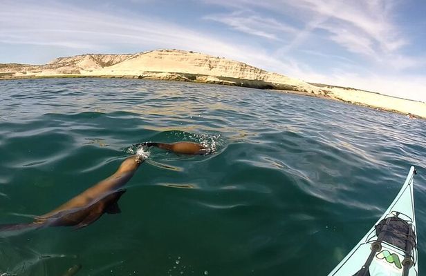 Kayak Paddling Experience with Sea Lions in Puerto Madryn