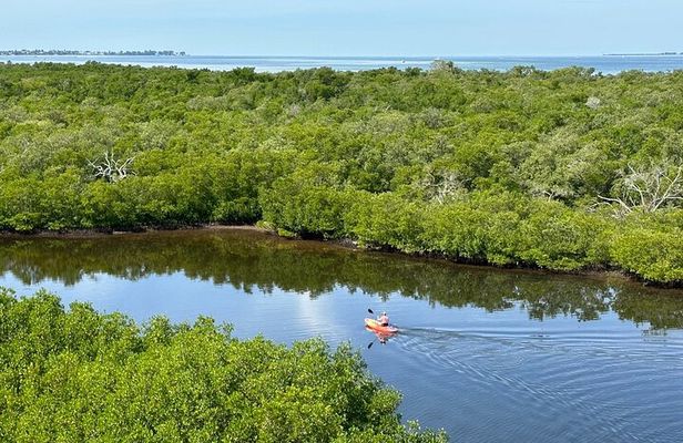 Robinson Preserve Mangrove Tour