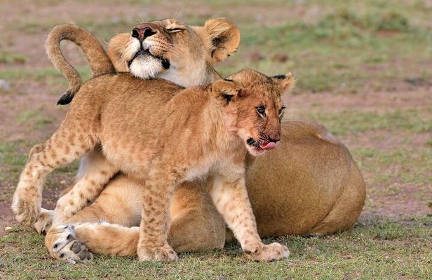 4 Days of Untamed Beauty: An Unforgettable Masai Mara Road Safari