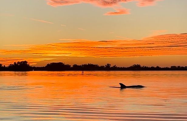 Sunset Kayaking with Dolphins