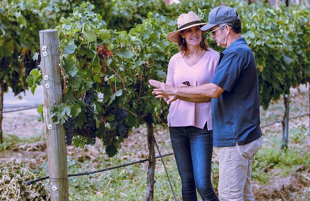 Temecula Valley Morning Wine Tour with Tastings and Cheeseboard