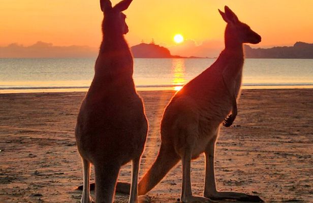 Sunrise with the kangaroos and wallabies