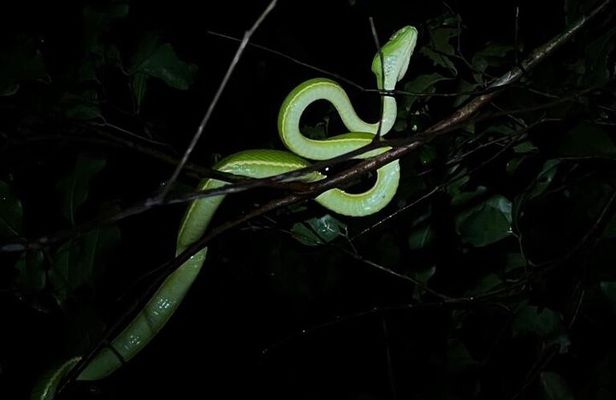 Costa Rica Night Walk Tour