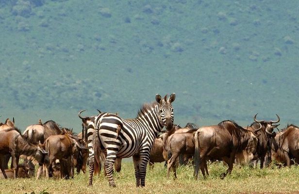 5 Days Under Serengeti Skies Tour