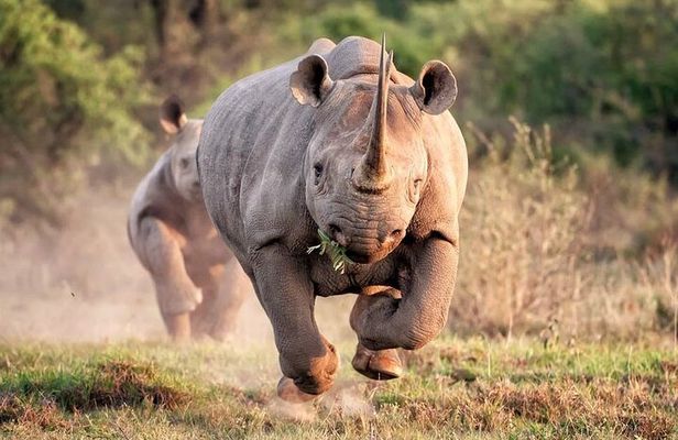 2 Days and 1 night Pilanesberg Safari
