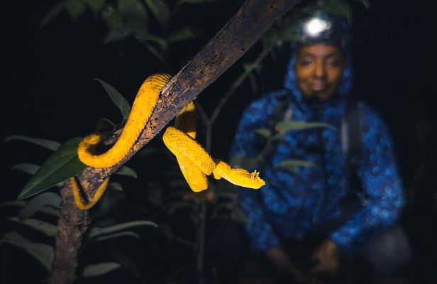 Secret Night Walk in Tortuguero