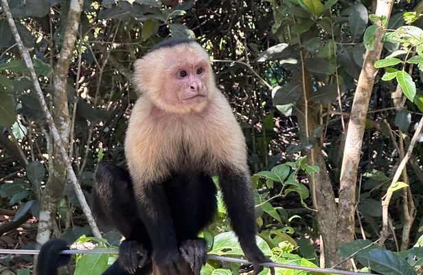 Hike in Manuel Antonio National Park with Transportation