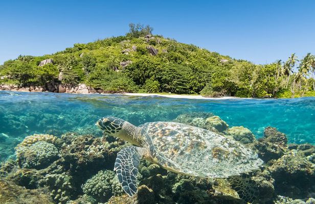 Full Day Snorkeling Tour in Cousin Curieuse and St Pierre Island