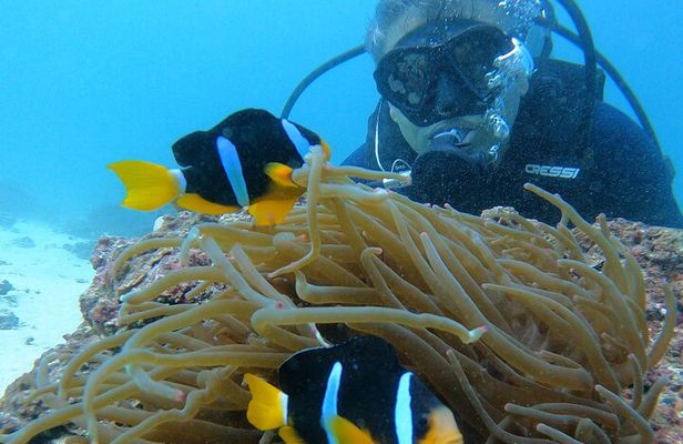 Scuba Diving in muscat