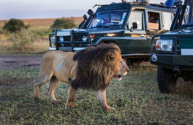 9 Days Safari in Tanzanias Majestic Parks