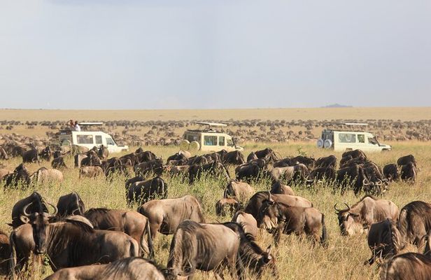 4 Day Tanzania Safari Tarangire Serengeti and Ngorongoro Bliss