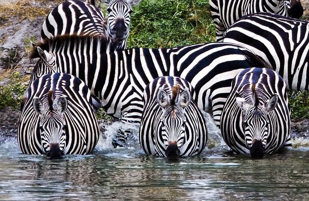 Northern Circuit Safari: 7Days from Arusha - Tanzania’s Top Parks