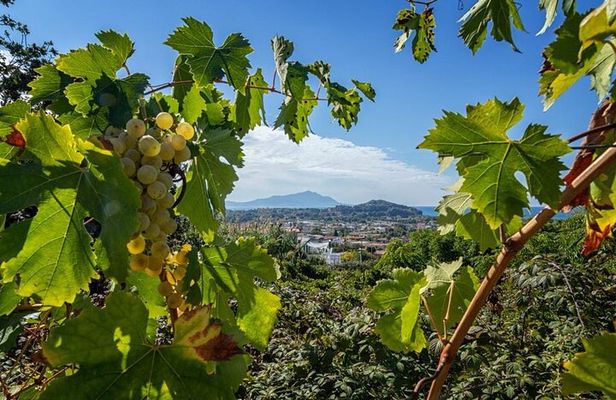 Vineyard experience in Pozzuoli