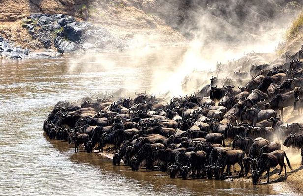 6 Day Great Wildebeest Migration Across the Mara River