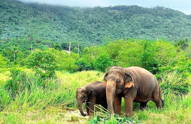 Elephant Nature Care, the largest elephant sanctuary on Koh Samui
