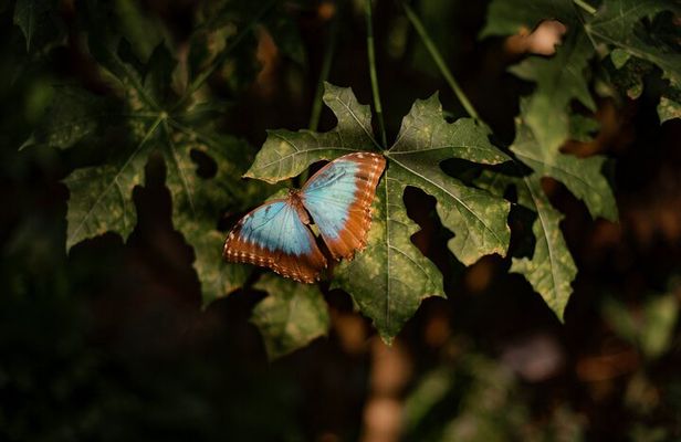 Butterfly Garden & Tortuguero Canals: A Unique Tropical Adventure