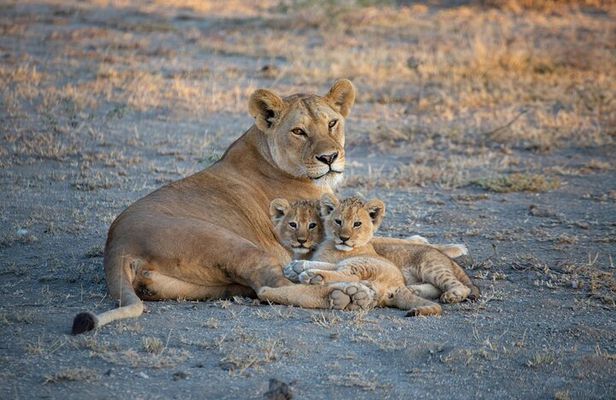 5-Day Safari Symphony: Tarangire, Serengeti & Ngorongoro Marvels