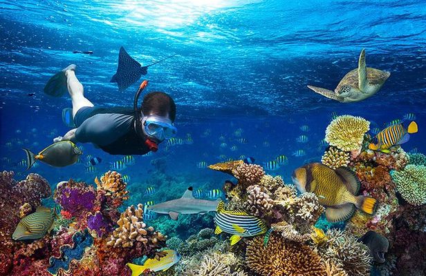 1 Hour Private Snorkeling Activity In Montego Bay