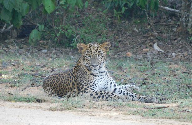 Situlpawwa Temple Visit with Yala National Park outside Safari