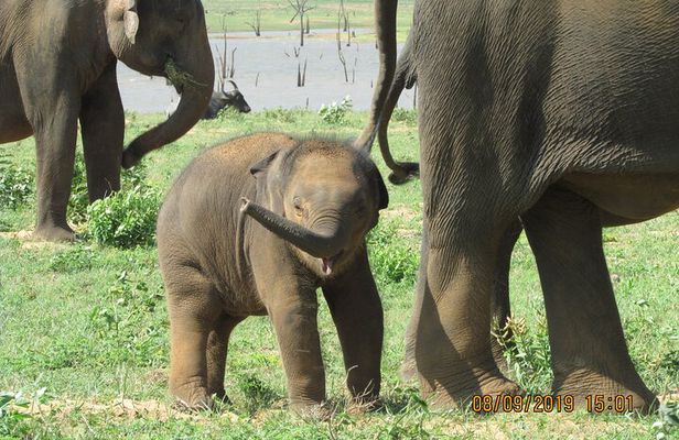Bundala National Park Safari (ALL INCLUSIVE) PRIVATE TOURS