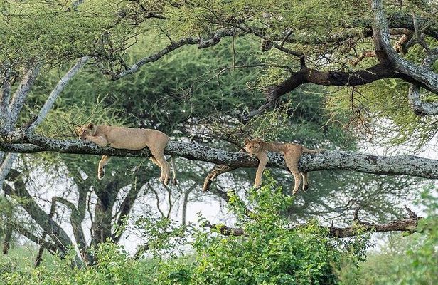 Day Trip To Tarangire National Park