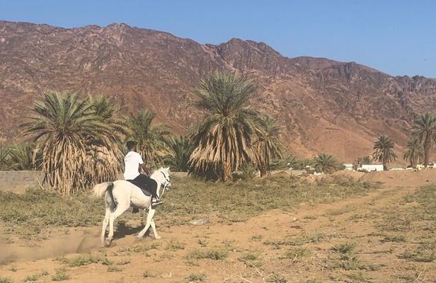 1 Hour Private Horse Riding in Madinah