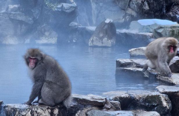 Snow monkeys from Tokyo: Full-Day Private trip with Local Guide