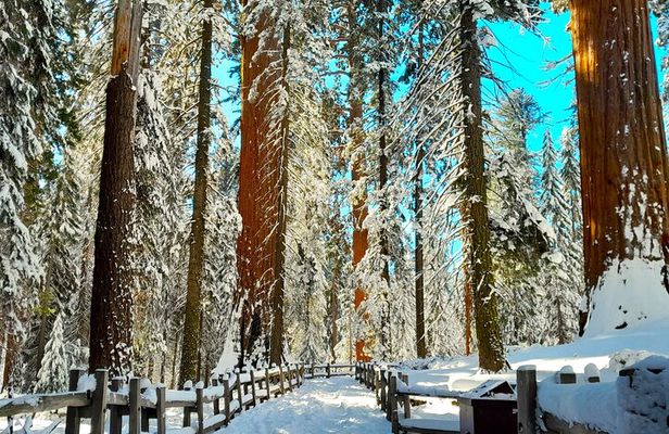 5-Star Rated Sequoia Winter Tour