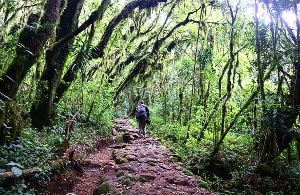 1 Day Mount Kilimanjaro